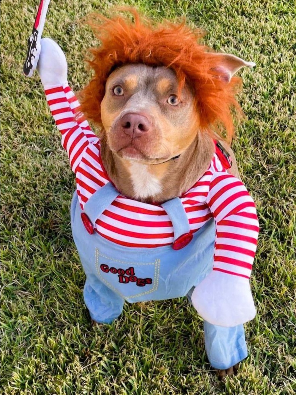Chucky dog Halloween costume size M/L